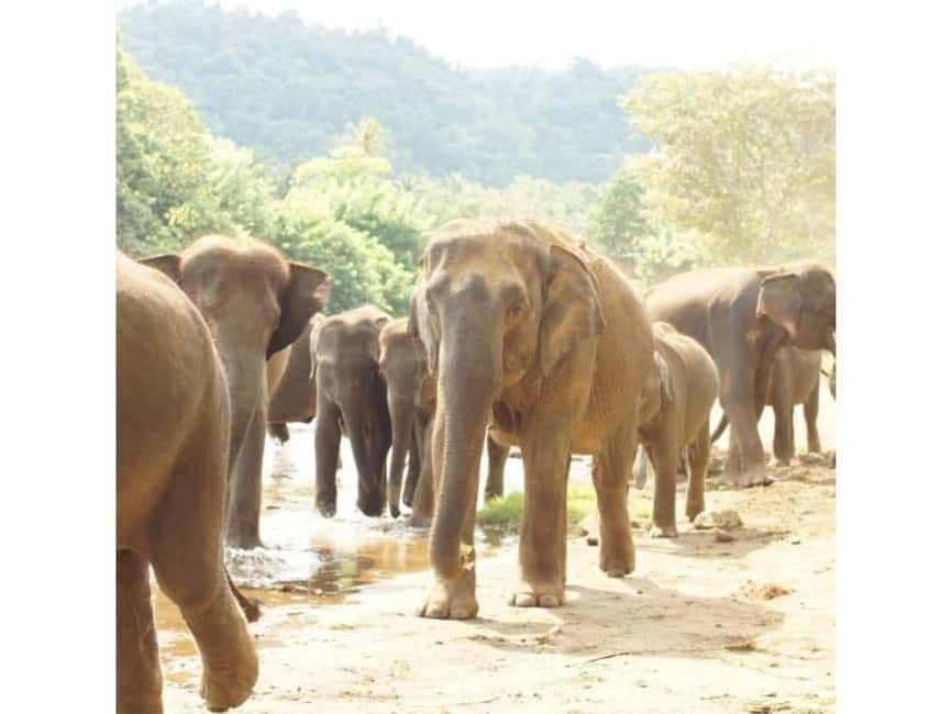 Kandy to Pinnawala Orphanage and Ambuluwawa Guided Day Tours - Should you book this Kandy to Pinnawala and Ambuluwawa tour?