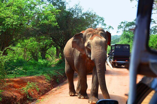 Kandy to Sigiriya and Dambulla Safari Day Tour - Practical tips to make your day smoother