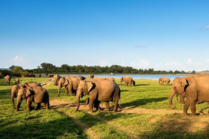 Kandy to Trincomalee Shuttle & Safari Drive - Besides Elephants: Other Wildlife and Bird Life to Watch For