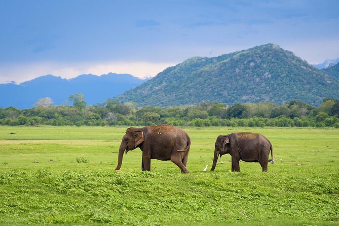 Kandy to Trincomalee Shuttle & Safari Drive - Snacks, Timing, and What to Expect from an 8-Hour Day