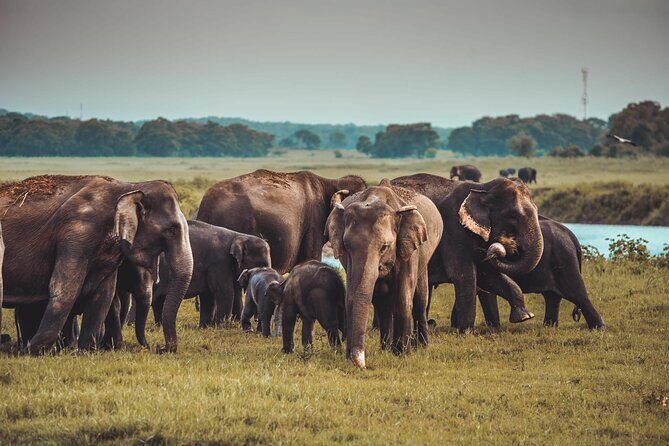 Kandy to Trincomalee Shuttle & Safari Drive - Price and Value: Is $100 a Smart Deal for This Route?