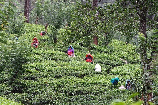 kandy waterfalls day tour - Key Points That Matter Before You Go
