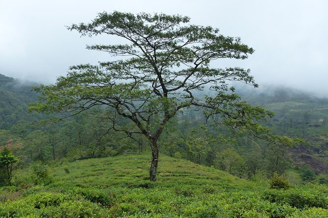 Knuckles Leopard trail Trek from Kandy - Downhill on the eastern slope: where people feel it