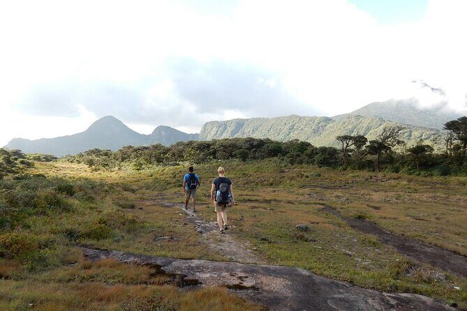 Knuckles Leopard trail Trek from Kandy - Tea trail uphill to bush forest: what the trail feels like