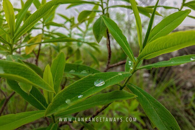 Knuckles Mountain Hiking - Knuckles From Kandy: What Makes This Range Worth the Effort