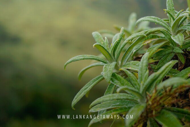 Knuckles Mountain Hiking - The Guide Factor: Why Niro and Niroshan Earn the Real Credit