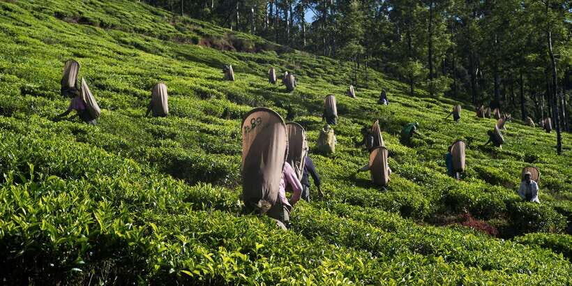 Nuwara Eliya: All-Inclusive Private Sightseeing Day Tour - Hakgala Botanical Gardens: A Cooler Walk with Roses and Orchids