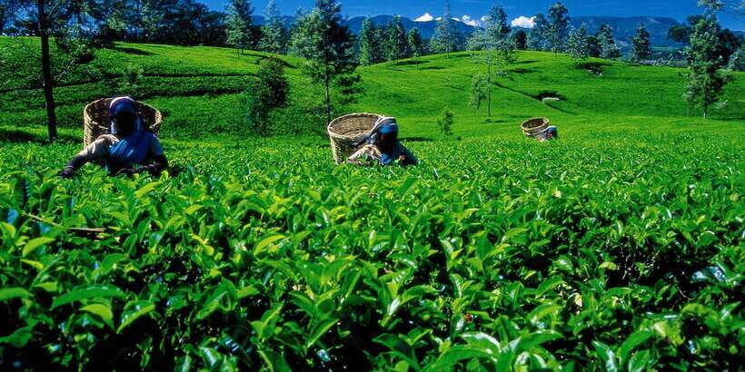 Nuwara Eliya: All-Inclusive Private Sightseeing Day Tour - Seetha Amman Temple: Ramayana Roots and Temple Etiquette That Matters