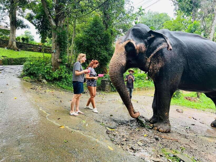 Pinnawala Day Tour from Kandy (Private tour ) - Pinnawala Elephant Orphanage: the main event, with an emotional factor