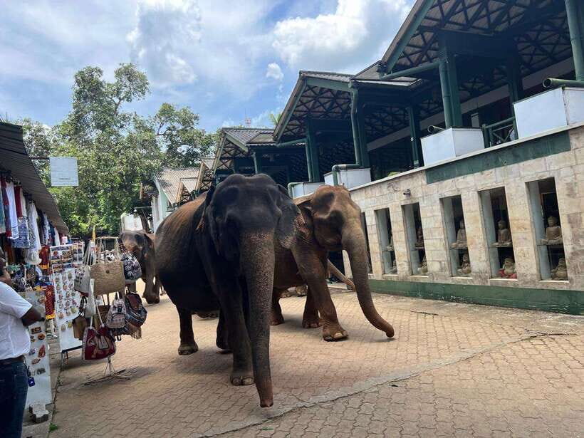Pinnawala Day Tour from Kandy (Private tour ) - Pickup in Kandy and the “driver for the day” reality