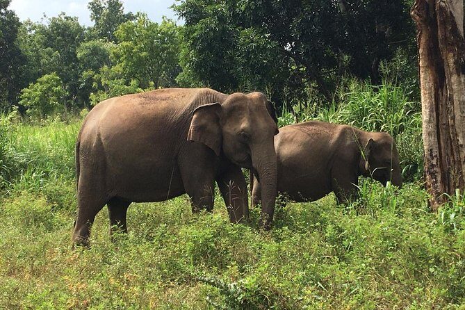 Polonnaruwa Day Tour with Lunch by Mahaweli - Ranweli Spice Garden and Matale Hindu Temple: short but meaningful side trips