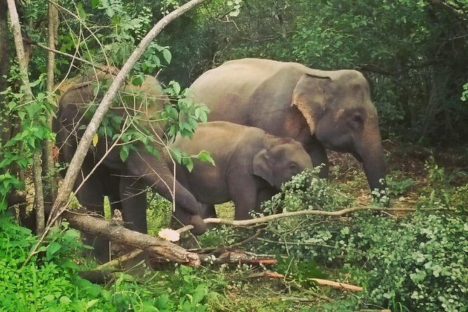 Private Dambulla Sigiriya Tour from Kandy with Lunch - Minneriya National Park Elephant Safari: The Main Event