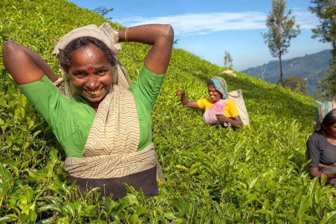 Private Full Day Tour to Nuwara Eliya from Kandy - Key highlights worth your attention
