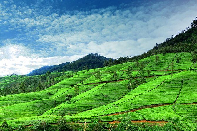 Private Full Day Tour to Nuwara Eliya from Kandy - Tea Plantations and a Factory Visit With Samples
