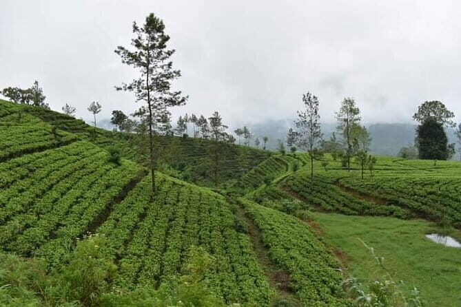Sri Lanka 4 Day Private Tour - Price and value: is $487 fair for a private 4-day route?
