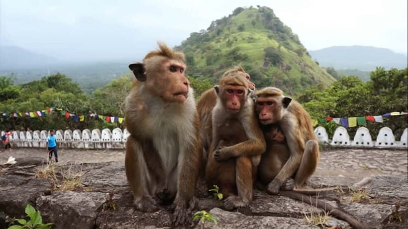 Sri Lanka: 7-Day Off-The-Beaten Path Private Tour - Nuwara Eliya and Tea Country: Waterfalls, Tea Factory Time, and a Tea Ceremony