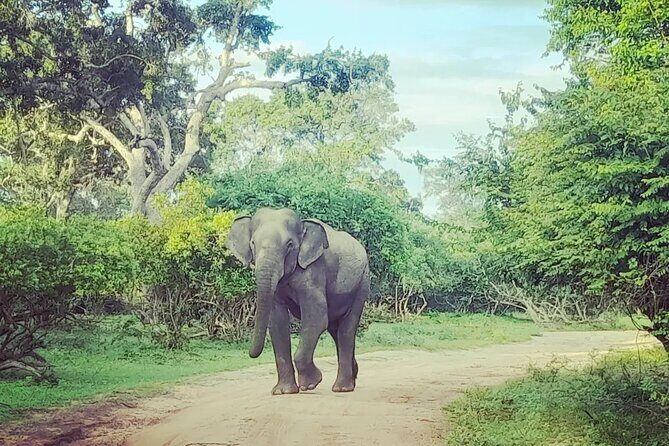 Tours and Transportation in Sri Lanka - Logistics to Watch: The One Thing That Can Trip You Up