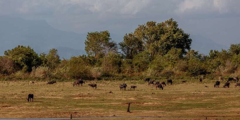 Udawalawe National Park Private Full-Day Safari - How to improve your odds of spotting wildlife