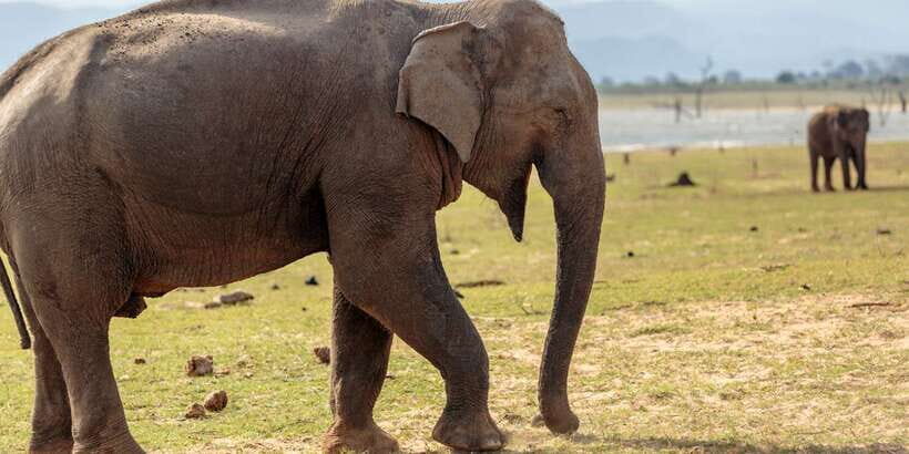 Udawalawe National Park Private Full-Day Safari - The private 4x4 experience: comfort, control, and better sightings