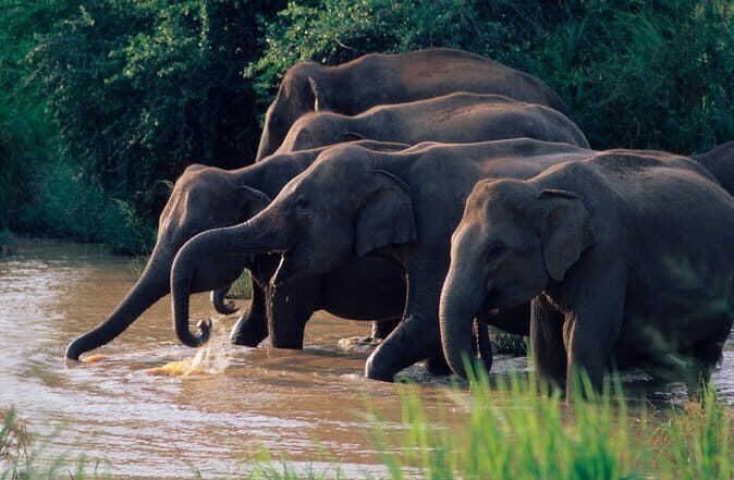 Wasgamuwa National Park Safari from Kandy - Key Things I’d Prioritize on This Safari