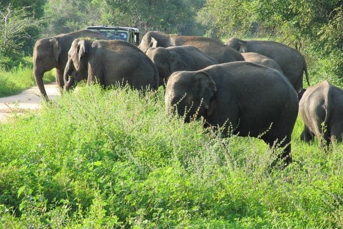 Wasgamuwa National Park Safari from Kandy - The 10:30 am Start and How the Day Actually Flows
