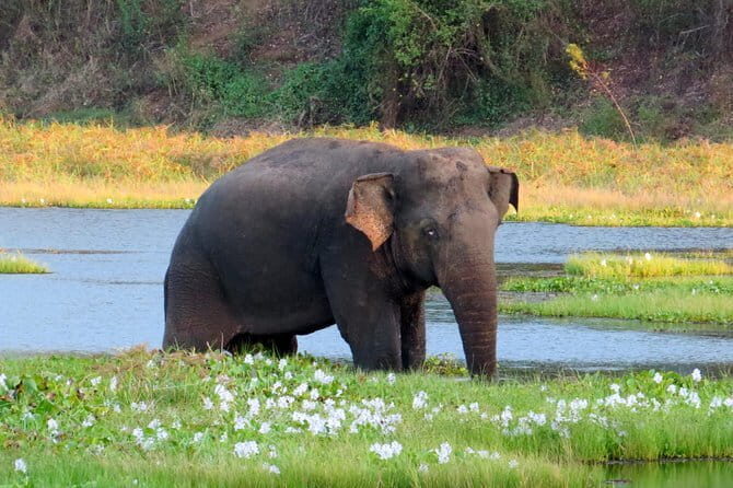 Wasgamuwa National Park Safari from Kandy - Who This Tour Fits Best (and Who Might Want Something Else)